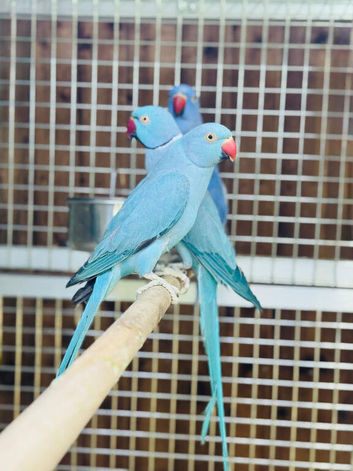Blue ring neck
