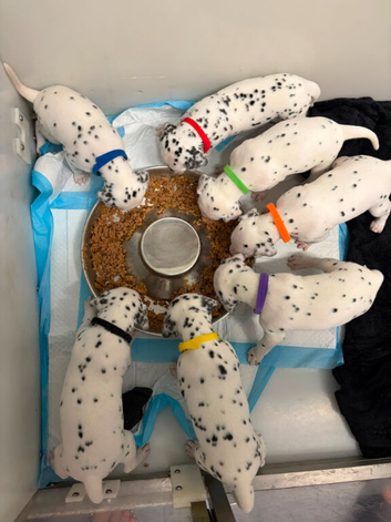 Stunning dalmatian puppys