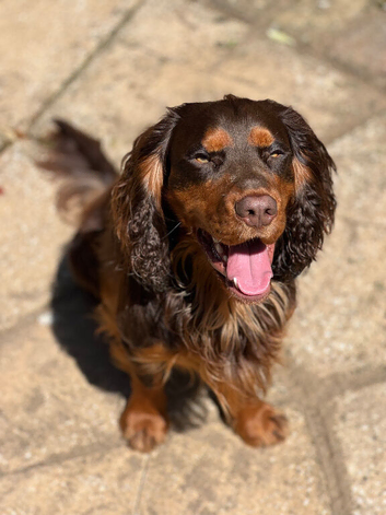 Proven Stud - Healthy Working Cocker Spaniel