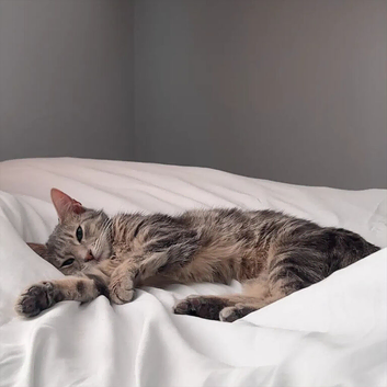 REHOME FOR FREE-