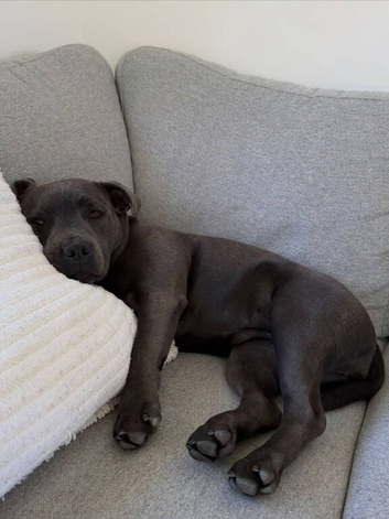Female Staffy Dog 12 Months Old