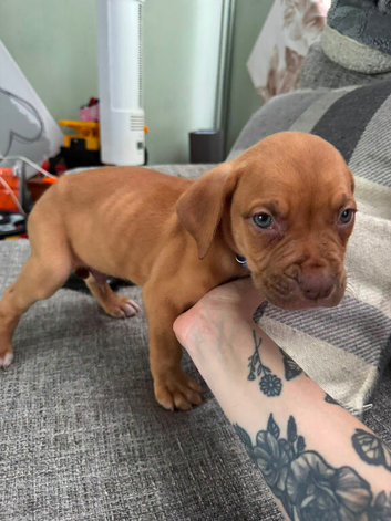 2 Male Pups