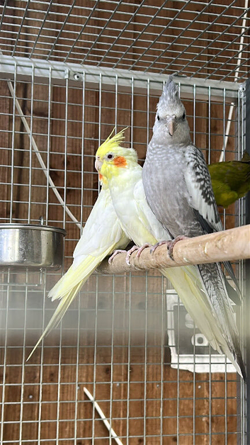 Cockatiel parrots