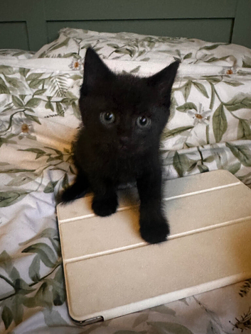 Beautiful playful kittens