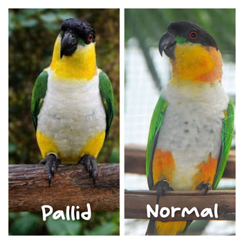 Very rare pallid caiques