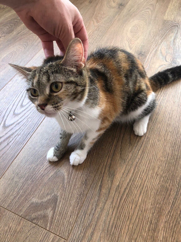 Female cat