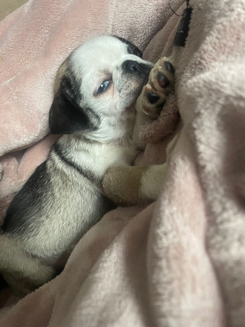 Panda pug ready end of may ️