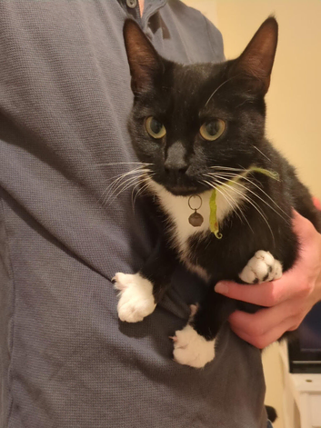 Two Female Cats looking for a forever home.