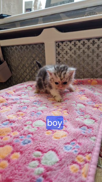 1 boy x persian cross kitten available