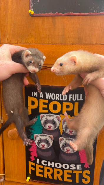 Ferret kits ready now