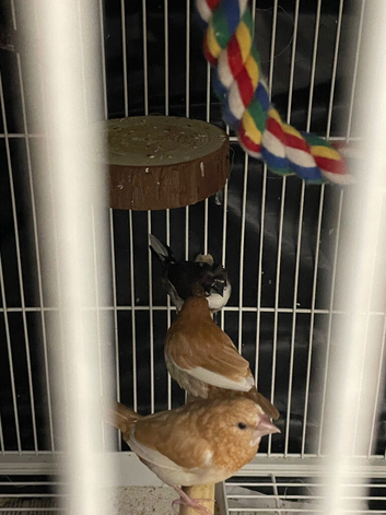 Bengalese finch