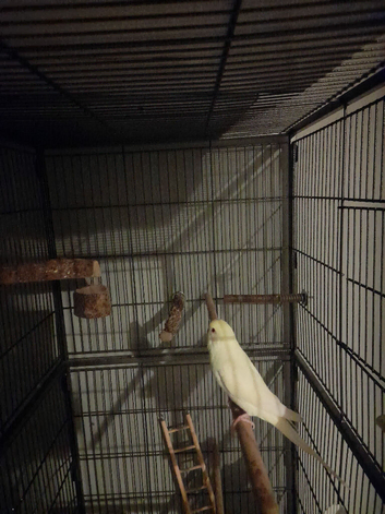 Budgie and cage