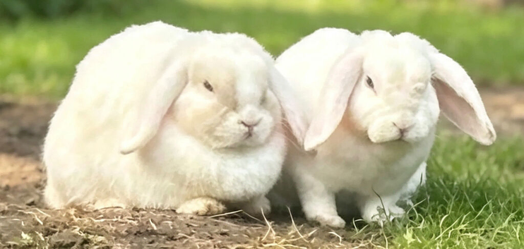 Bonded pair
