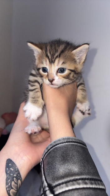 3 little kittens available