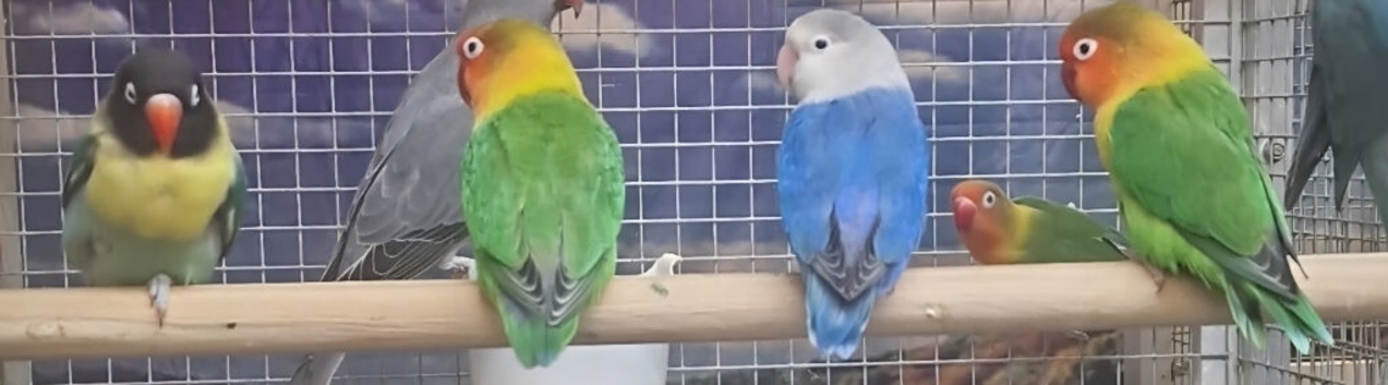 Young Lovebirds Available