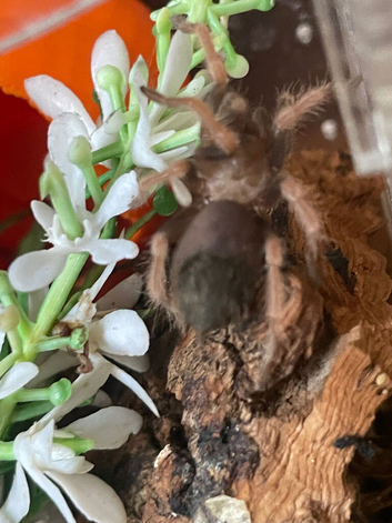 Mexican fire leg and enclosure