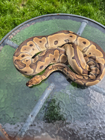 3 adult female ball pythons available