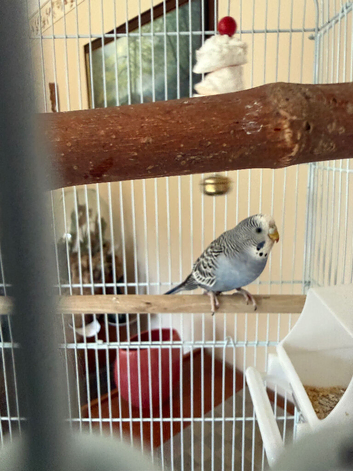 Young friendly hen budgerigar