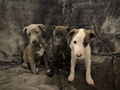 Beautiful Whippet puppies