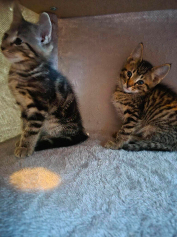 Kittens for sale