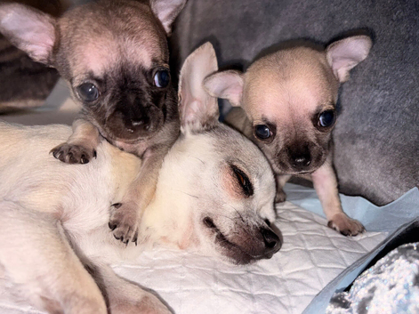 Miniature Chihuahuas
