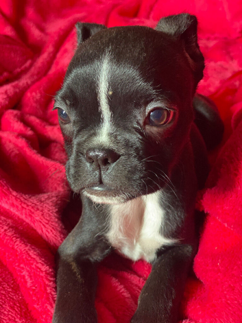 Last pups, take home Boxer x Boston terrier. Aka mini boxer quick sale