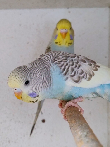 Baby Budgies