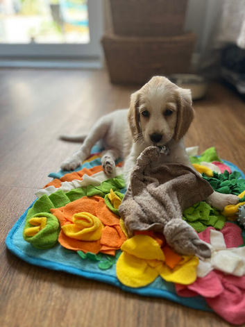 Male Cockapoo