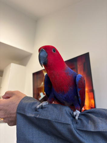 Baby super tame eclectus