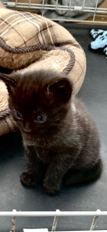2 male kittens