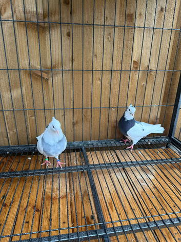 Hi everyone, I have a breeding pair of Iranian