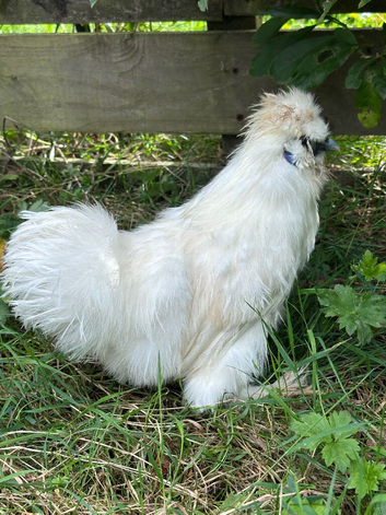 White silkie boy