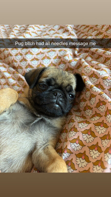 Pug bitch