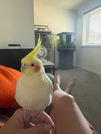 Cockatiel