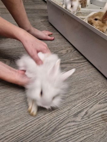 Baby rabbits