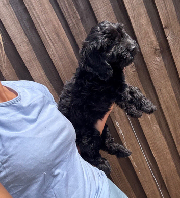 Cockapoo puppy&rsquo;s