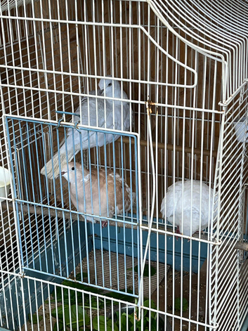 Pair of ring neck doves and baby