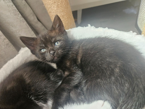 Last black female kitten