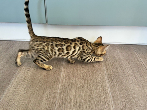 Beautiful registered pedigree bengal Kitten.