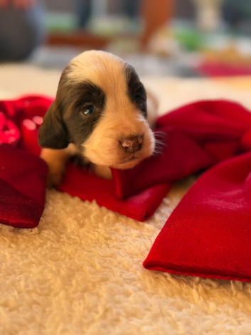 3 week Old Sprocker Spaniel Pups