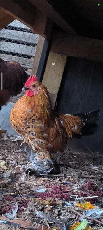 Sabelpoot gold bantam boy