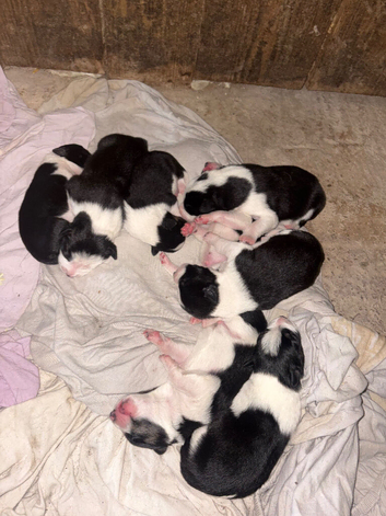 Border collie puppy&rsquo;s