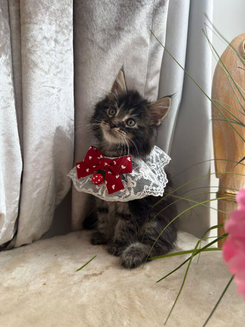 Maine coon kitten 2 Tabby left!!