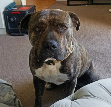 STUD! Brindle american bulldog