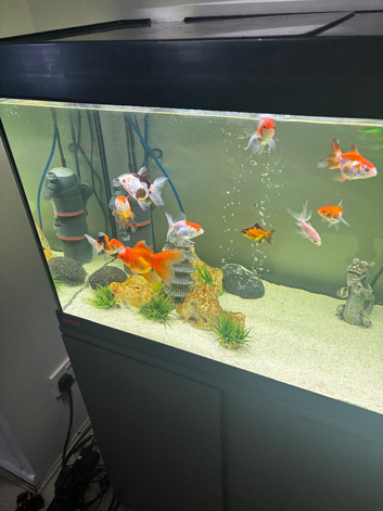 Oranda goldfish and tank set up