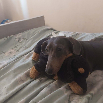 Blue miniature smooth haired dachshund