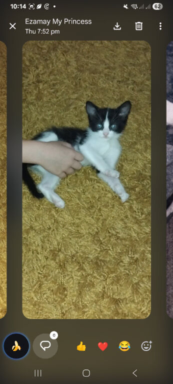Little black and white kitten 9 weeks old