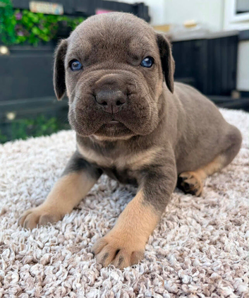 Cane corso pups