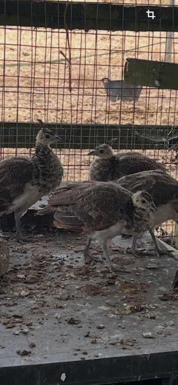 4 Indian blue babies