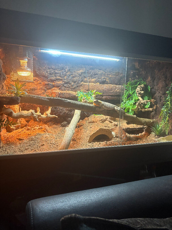 Male beardie and full set up